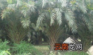 铁树用什么土种植好 哪种比较好