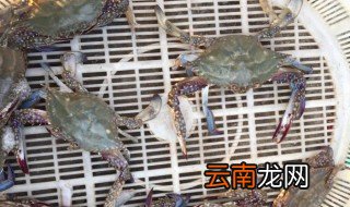 钓螃蟹用什么饵料 鱼肉蚱蜢家禽肉均可以