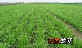 韭菜用什么肥料 韭菜施肥需要注意什么