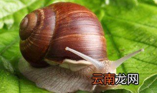 蜗牛养殖方法 蜗牛怎么养