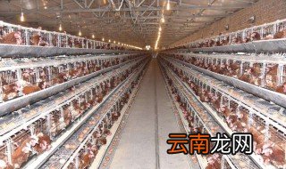 蛋鸡喂什么饲料 蛋鸡吃的饲料有什么