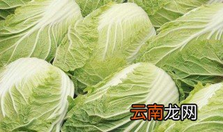 大白菜冬储方法 有下面三种方法
