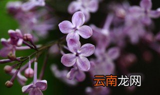 丁香花原唱 创作背景是什么
