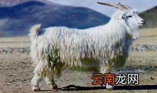新疆山羊介绍 新疆山羊的简介