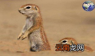 松鼠的尾巴像什么 松鼠尾巴的作用