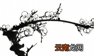 梅树的画法 初学国画这样下手