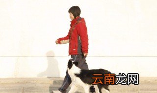 如何训练狗狗随行 训练狗狗随行有什么方法