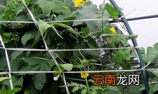 种植什么蔬菜利润高 最赚钱的几个品种