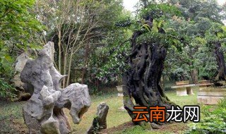 黄果树盆景园介绍 黄果树盆景园的简介