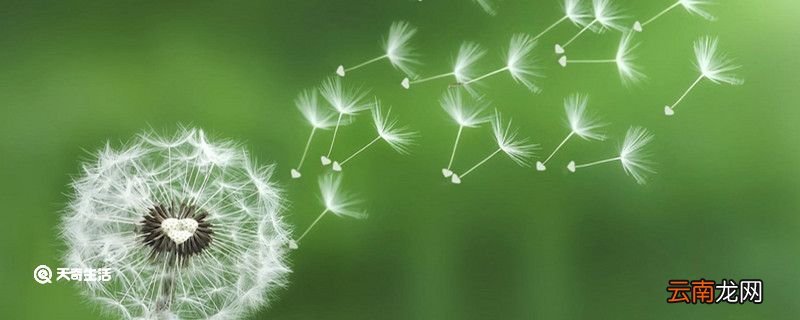 写蒲公英的比喻句 关于写蒲公英的比喻句