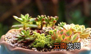 多肉养不死的诀窍 四个秘诀需知道