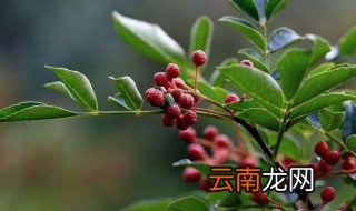 花椒树能冬天栽吗 花椒树什么时候采收为好