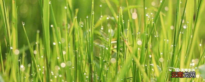 描写小草的比喻句 关于描写描写小草的比喻句