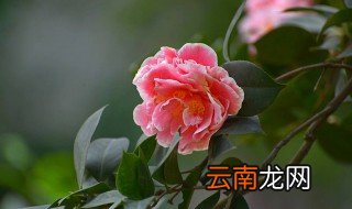 茶叶花的养殖方法 茶叶花如何养殖