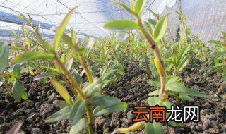 石斛如何施肥 你知道吗