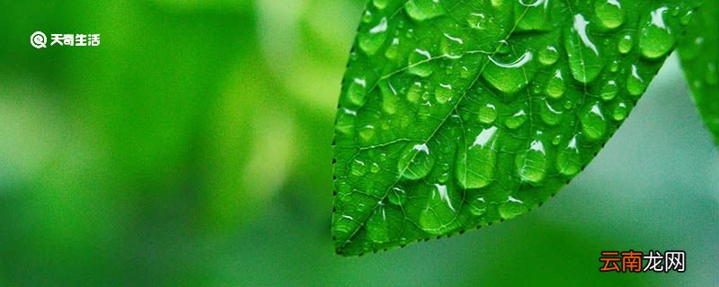 赞美春天的排比句 赞美春天的排比句句子