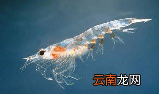 磷虾多少钱一斤 关于磷虾的简介