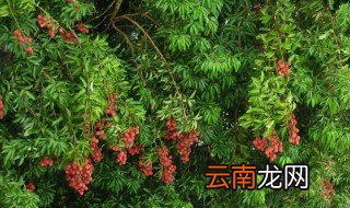 一亩地种几棵荔枝树 怎么种出高产量荔枝