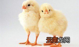 快速催肥鸡饲料配方 快速催肥鸡饲料怎么配