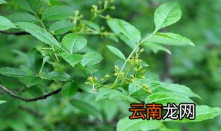 花椒树拉枝最佳时间 应在秋季落叶后进行