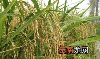 水稻免耕栽培法 适合粘土地区推广应用