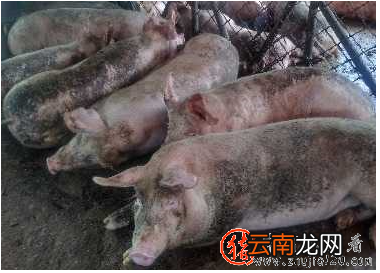 在一路飞奔的猪价下！压栏还是顺时出栏该怎么选？