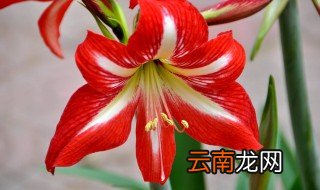 朱顶红的养殖方法 如何养殖朱顶红