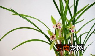 兰花喜欢什么肥料 如何给兰花施肥