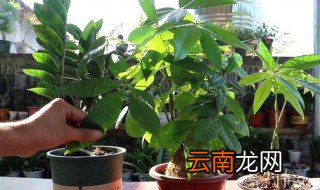 植物哪种更容易养 五种植物送给你