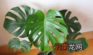 什么花吸甲醛 什么花可以吸收甲醛？