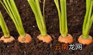 大红萝卜的种植方法 如何种植大红萝卜