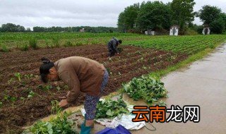 红薯简单育苗方法 红薯简单育苗的2种方法