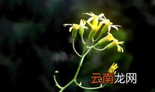 野花诗句 这三首你看过吗
