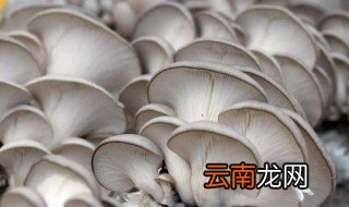 平菇种植最简单方法 适用家庭少量种植