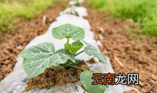 南瓜苗怎么种植 具体种植方法介绍