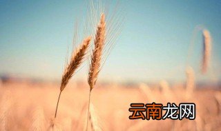 麦子种晚了能浇冻水吗 应该怎么浇水呢