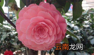烈香茶花如何养殖 经验内容仅供参考