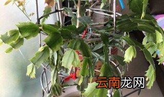 叶仙养殖方法 你都知道吗