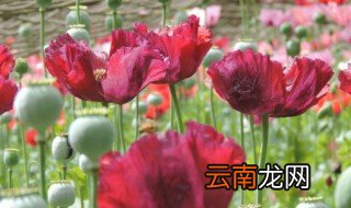 什么的花 什么花最好看罂粟花