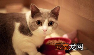 猫最怕吃什么 猫不能吃什么