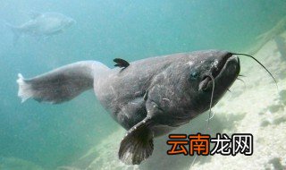 鲶鱼是什么鱼 主要产于哪里呢