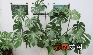 除甲醛排名第一的植物 龟背竹成为黑马