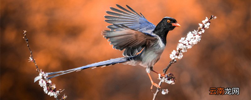 红嘴蓝鹊是几级保护动物 红嘴蓝鹊是属于几级保护动物
