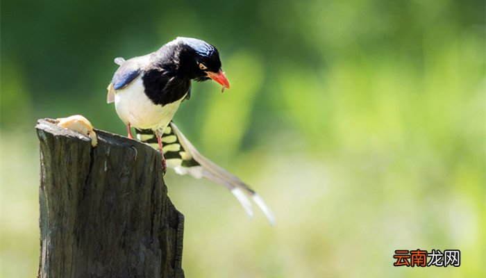 红嘴蓝鹊是几级保护动物 红嘴蓝鹊是属于几级保护动物