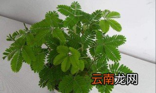 含羞草的养殖方法 把握好这三点