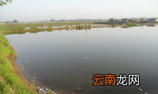 5亩水面能养殖多少桂鱼 现在你知道了吗