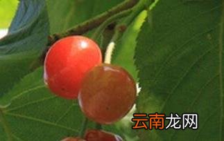 樱桃叶的功效与作用 樱桃叶的药用价值