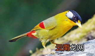 白玉鸟的养殖方法 有兴趣的朋友可以收藏