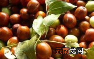酸仁枣的功效与作用