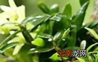 什么人不适合吃石斛 石斛泡水喝的禁忌